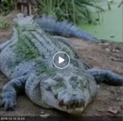 Aperçu de la vidéo